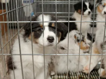 Un cachorro en una tienda Un cachorro en una tienda