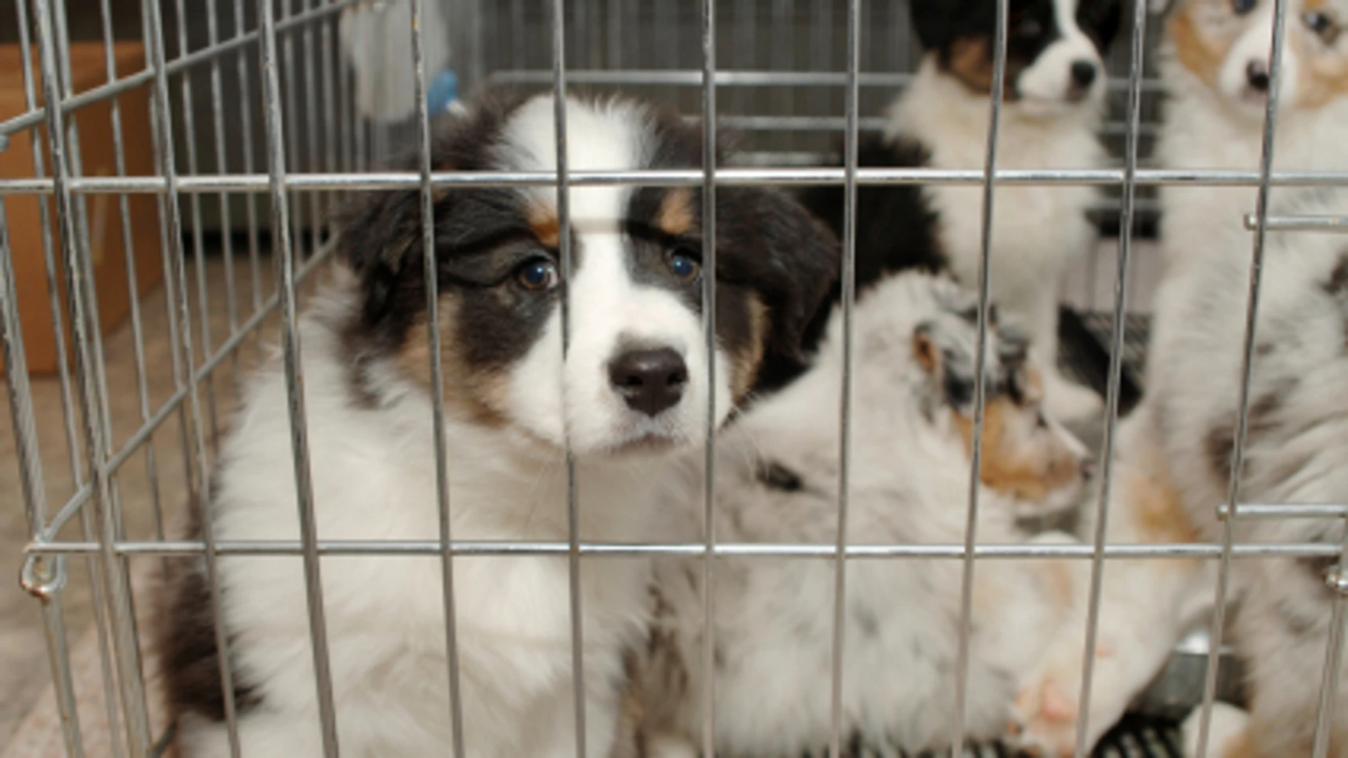 Un cachorro en una tienda Un cachorro en una tienda