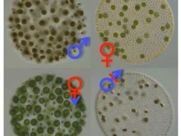 Un alga transgénero revela el origen de los sexos