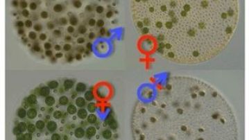 Un alga transgénero revela el origen de los sexos