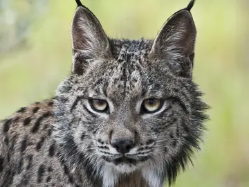 Un lince ibérico Un lince ibérico