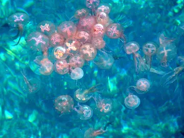 Las medusas aumentan en el mediterráneo Las medusas aumentan en el mediterráneo
