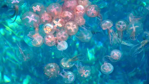 Las medusas aumentan en el mediterráneo Las medusas aumentan en el mediterráneo