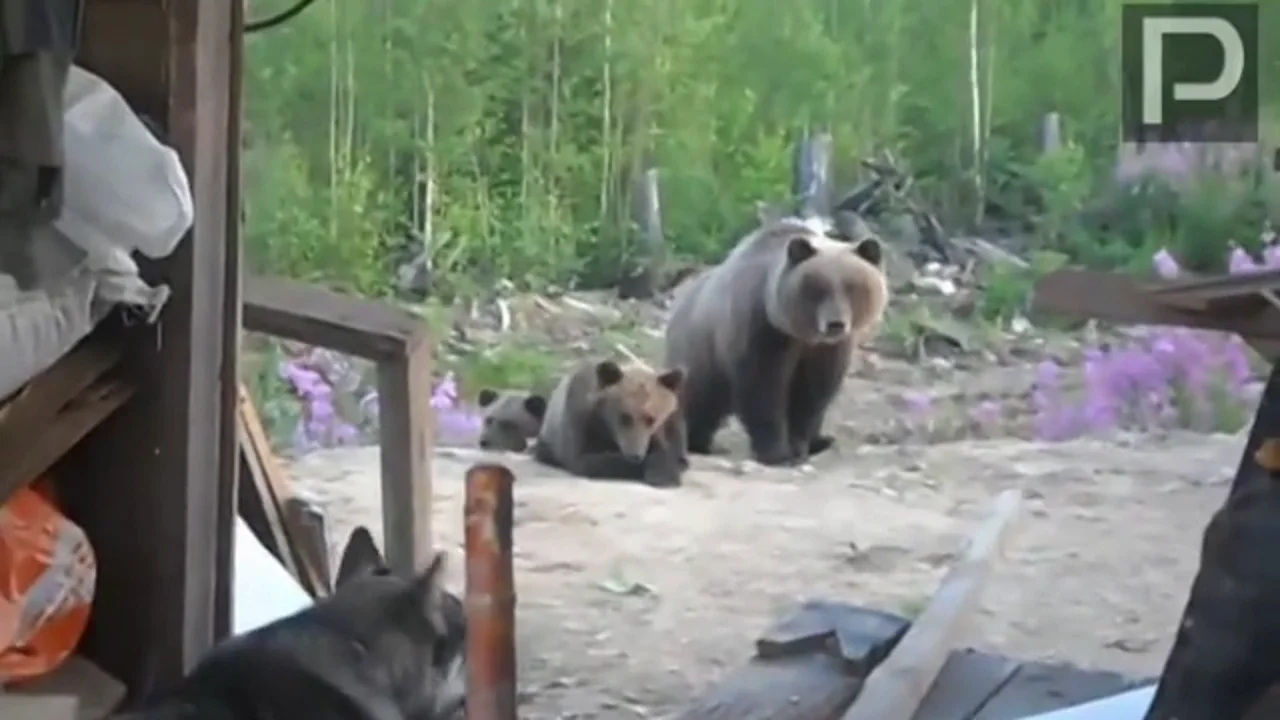 Покажи видео нападение. Медведь напал на вахтовиков. Медведь на Сахалине напал на вахтовиков. Медведь разорвал вахтовиков. Медведь загрыз в вагончике.