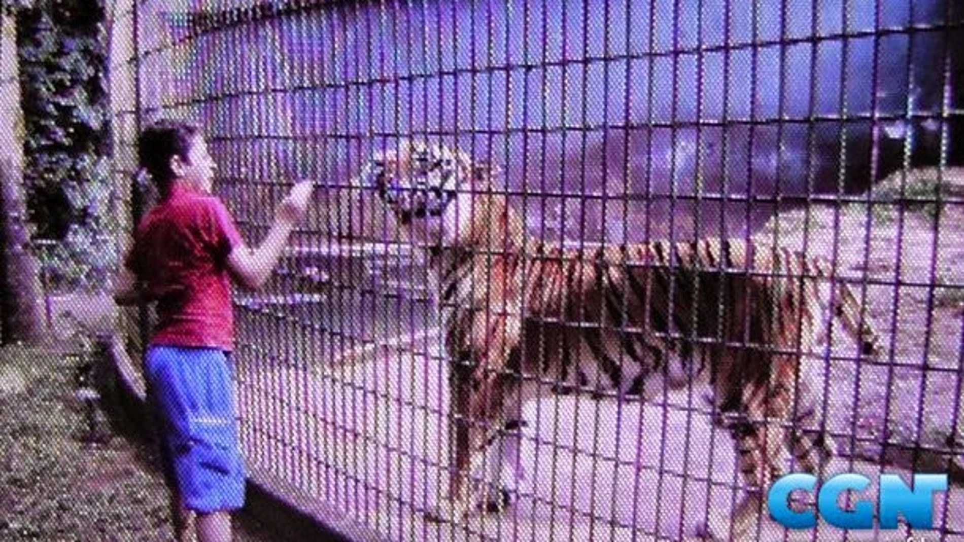 Imágen del niño acercándose a la jaula del tigre Imágen del niño acercándose a la jaula del tigre