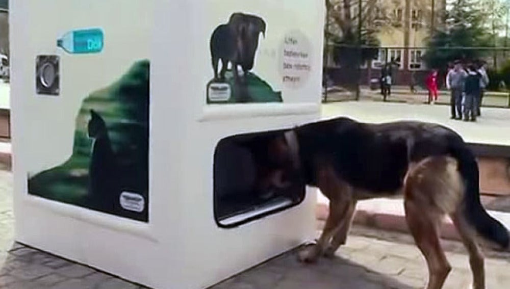 Un perro come en la 'Smart Recycling box'