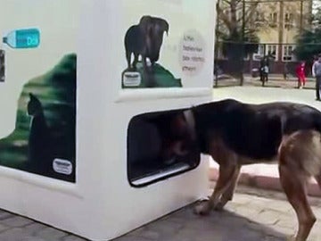Un perro come en la 'Smart Recycling box'