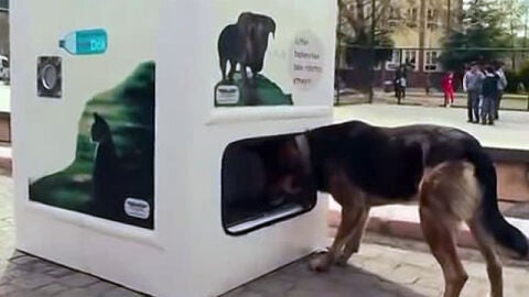 Un perro come en la 'Smart Recycling box'