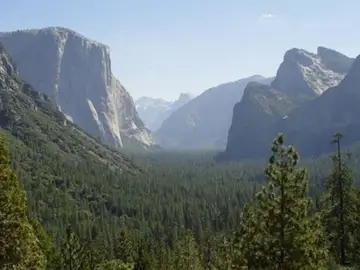 Los árboles salvan 850 vidas al año en EEUU Los árboles salvan 850 vidas al año en EEUU