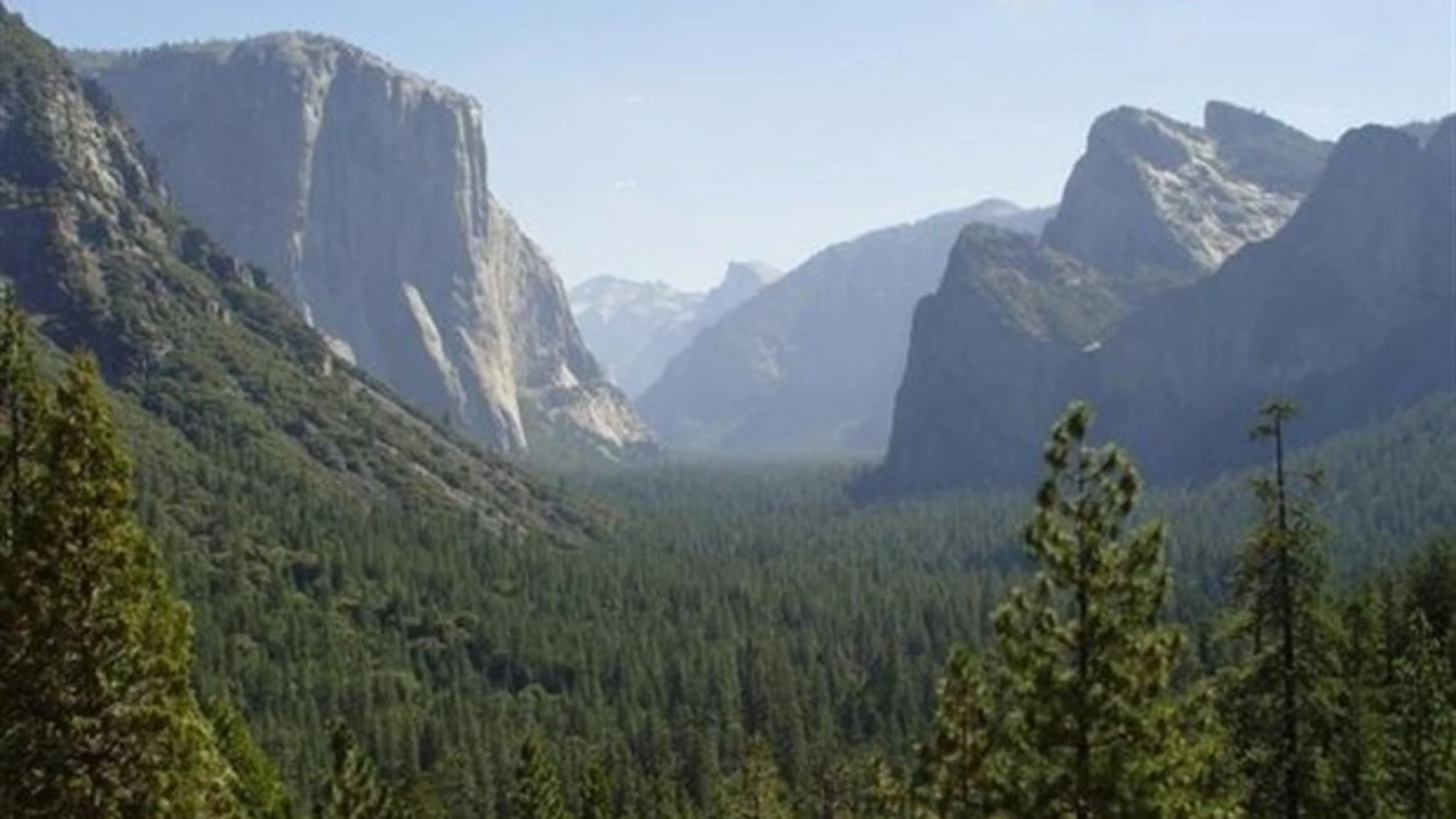 Los árboles salvan 850 vidas al año en EEUU Los árboles salvan 850 vidas al año en EEUU