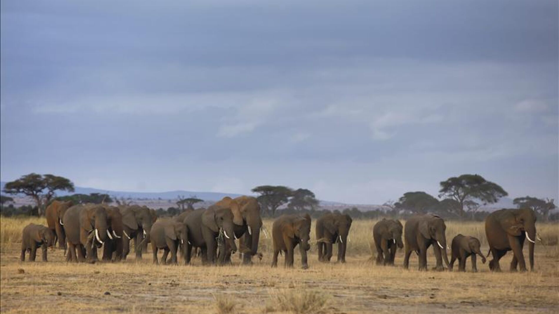 Manada de elefantes en &Aacute;frica