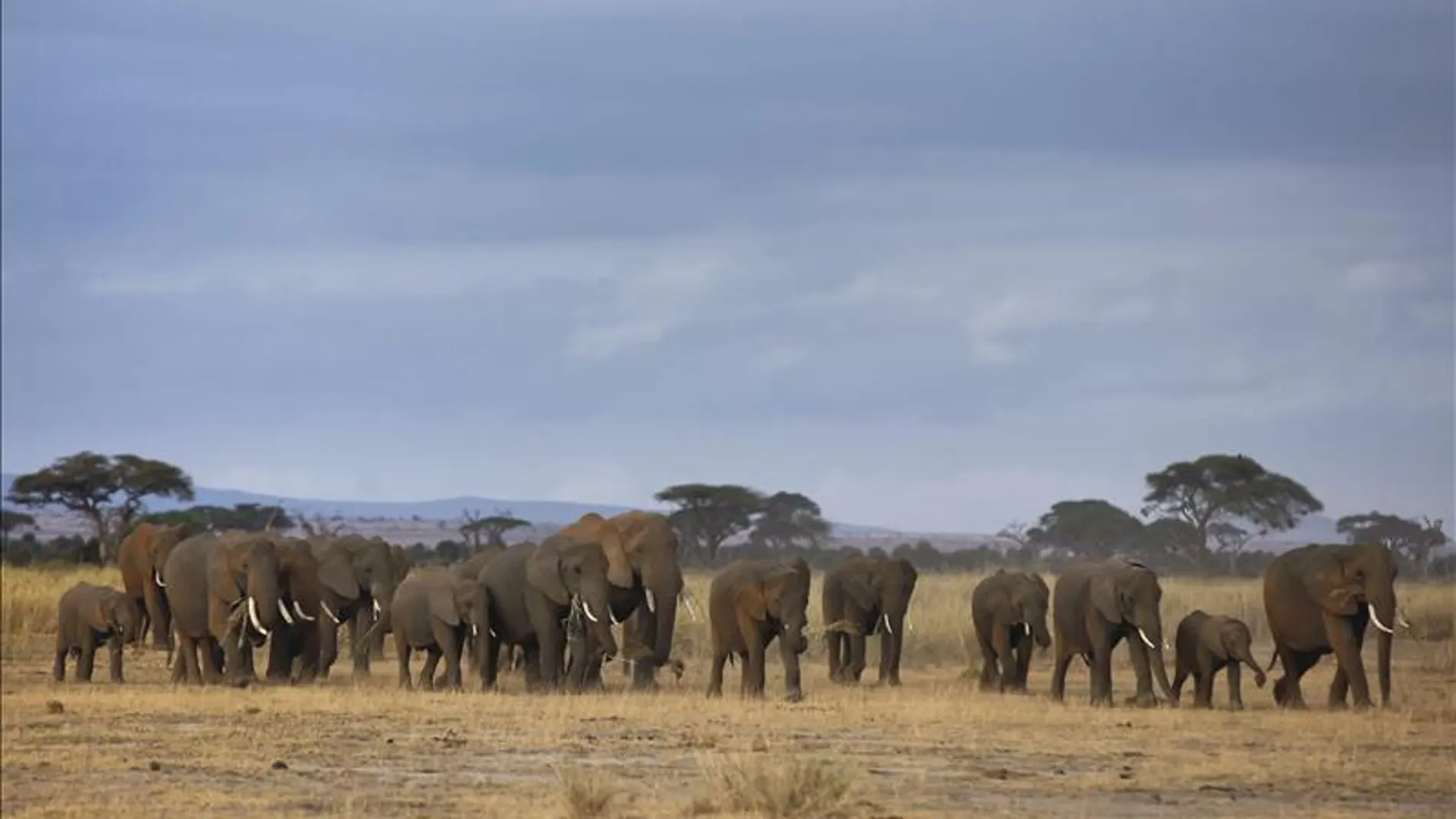 Manada de elefantes en África Manada de elefantes en África