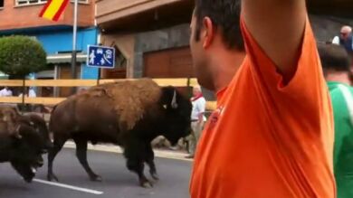 Un municipio riojano sustituye su encierro de toros por uno de bisontes