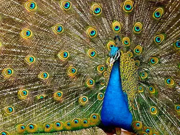 los colores del pavo real se deben tanto a fenómenos químicos (pigmentos) como físicos (microestructura de las plumas) los colores del pavo real se deben tanto a fenómenos químicos (pigmentos) como físicos (microestructura de las plumas)