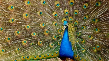  los colores del pavo real se deben tanto a fenómenos químicos (pigmentos) como físicos (microestructura de las plumas)