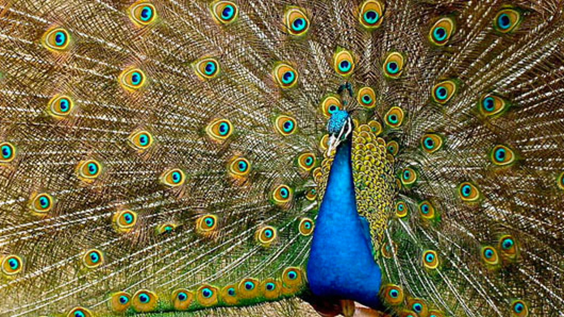 los colores del pavo real se deben tanto a fenómenos químicos (pigmentos) como físicos (microestructura de las plumas) los colores del pavo real se deben tanto a fenómenos químicos (pigmentos) como físicos (microestructura de las plumas)