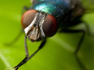 Mosca insecto Mosca insecto