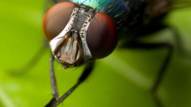 Descubren una larva de mosca que tiene un impacto negativo sobre la atmósfera 