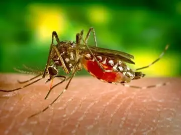 Mosquito portador del dengue Mosquito portador del dengue