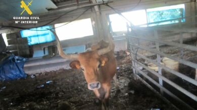 Seprona denuncia a un ganadero por abandono y maltrato de 37 animales domésticos