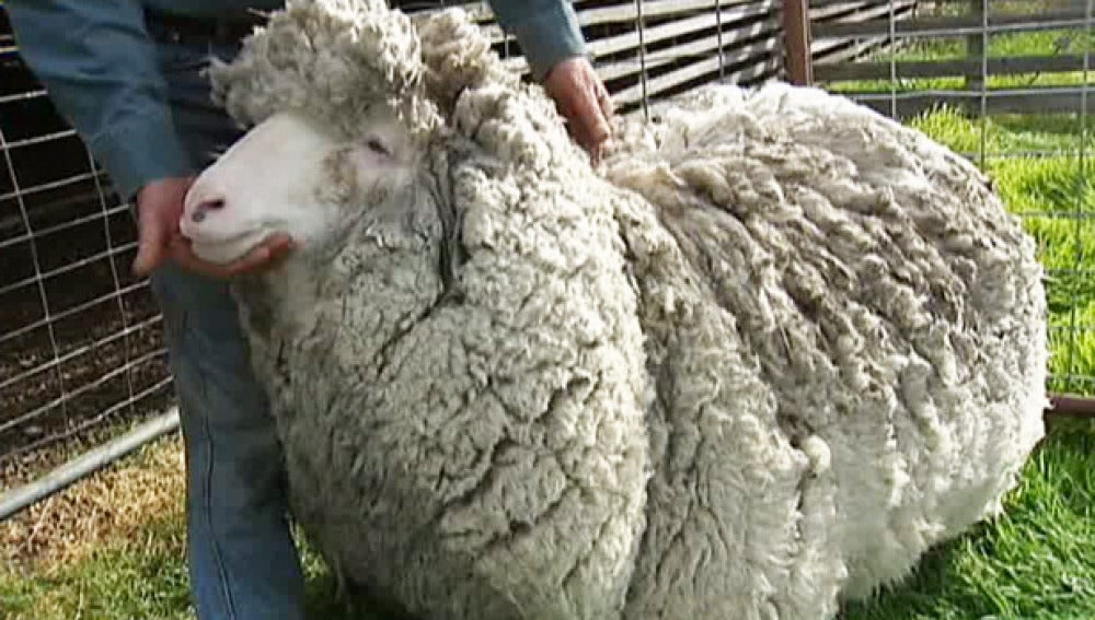Баран-рекордсмен из Австралии. Баран 27 килограмм шерсти. Никогда не стриженная овца.