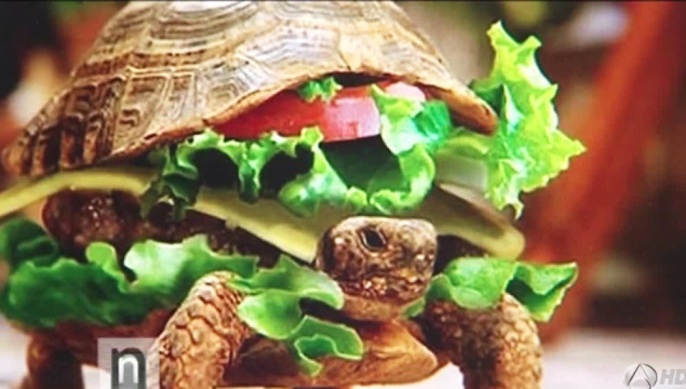 Tortuga camuflada de hamburguesa