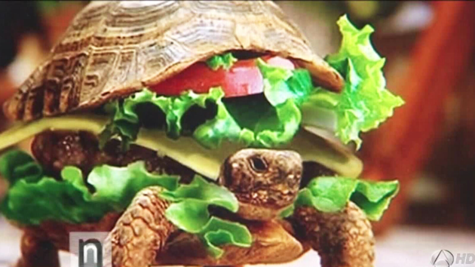 Un hombre disfraza a su tortuga de hamburguesa para que viaje con él en avión
