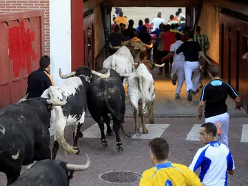 Segundo encierro de San Sebastián de los Reyes Segundo encierro de San Sebastián de los Reyes