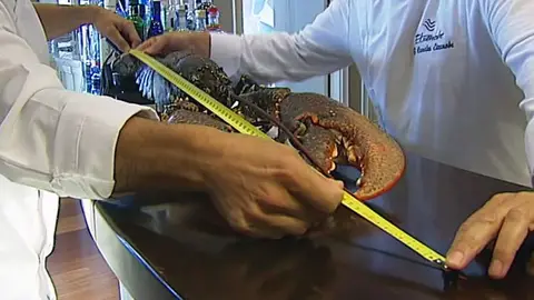 Un bogavante de un metro de tamaño Un bogavante de un metro de tamaño