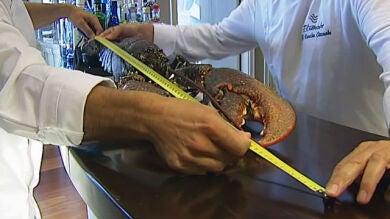 Capturado un bogavante de cinco kilos en Cantabria