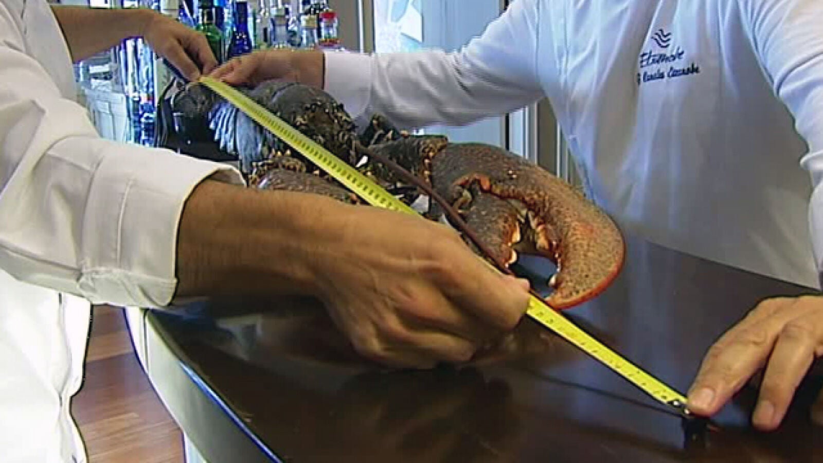 Capturado un bogavante de cinco kilos en Cantabria