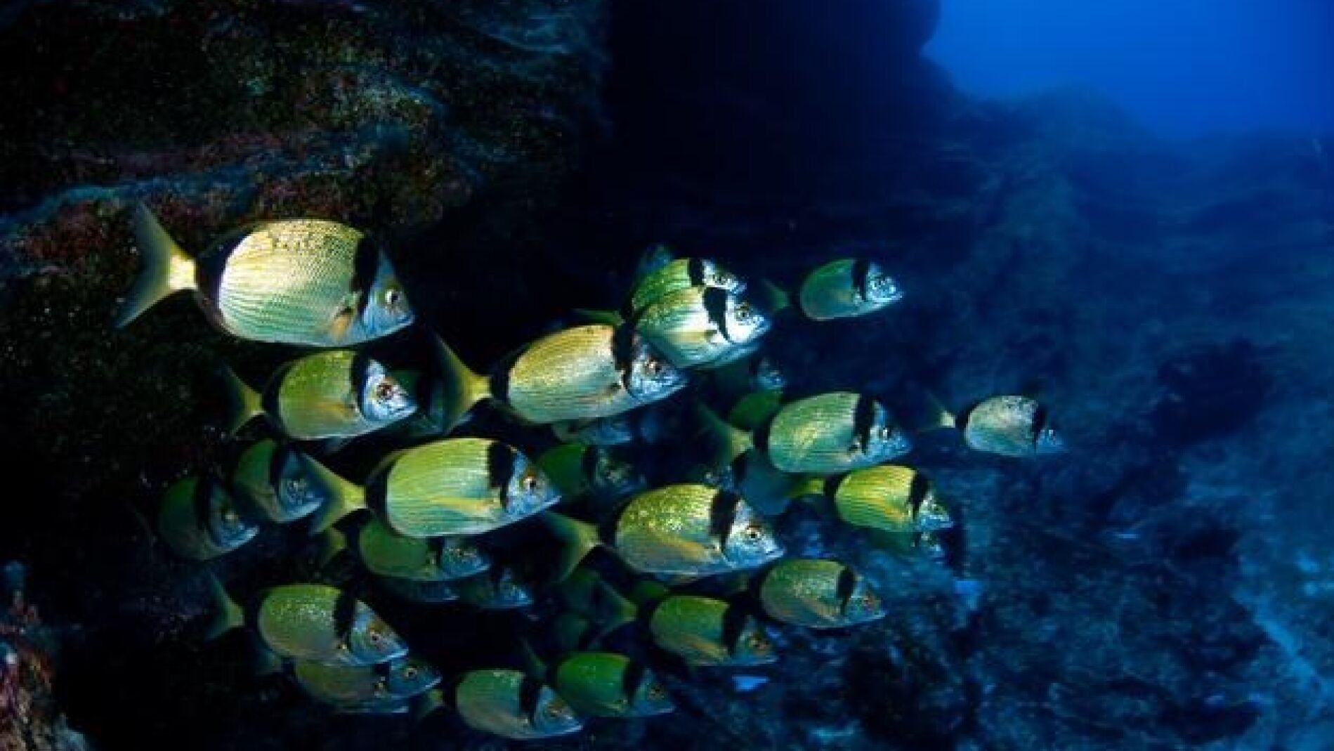 Peces en el mar de las Calmas