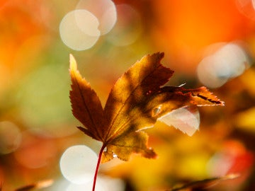 Una imagen de una hoja en otoño