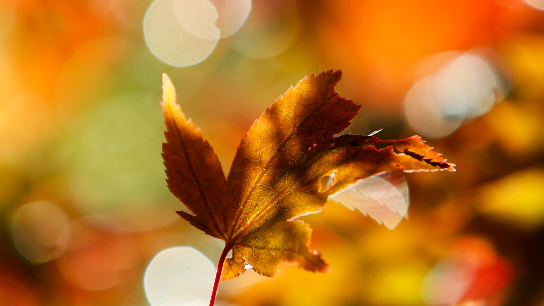 Una imagen de una hoja en otoño Una imagen de una hoja en otoño