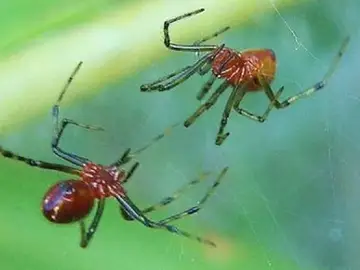 Arañas Anelosimus studiosus Arañas Anelosimus studiosus