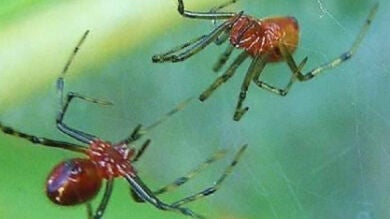 Las arañas podrían comerse a todos los humanos y seguirían hambrientas 