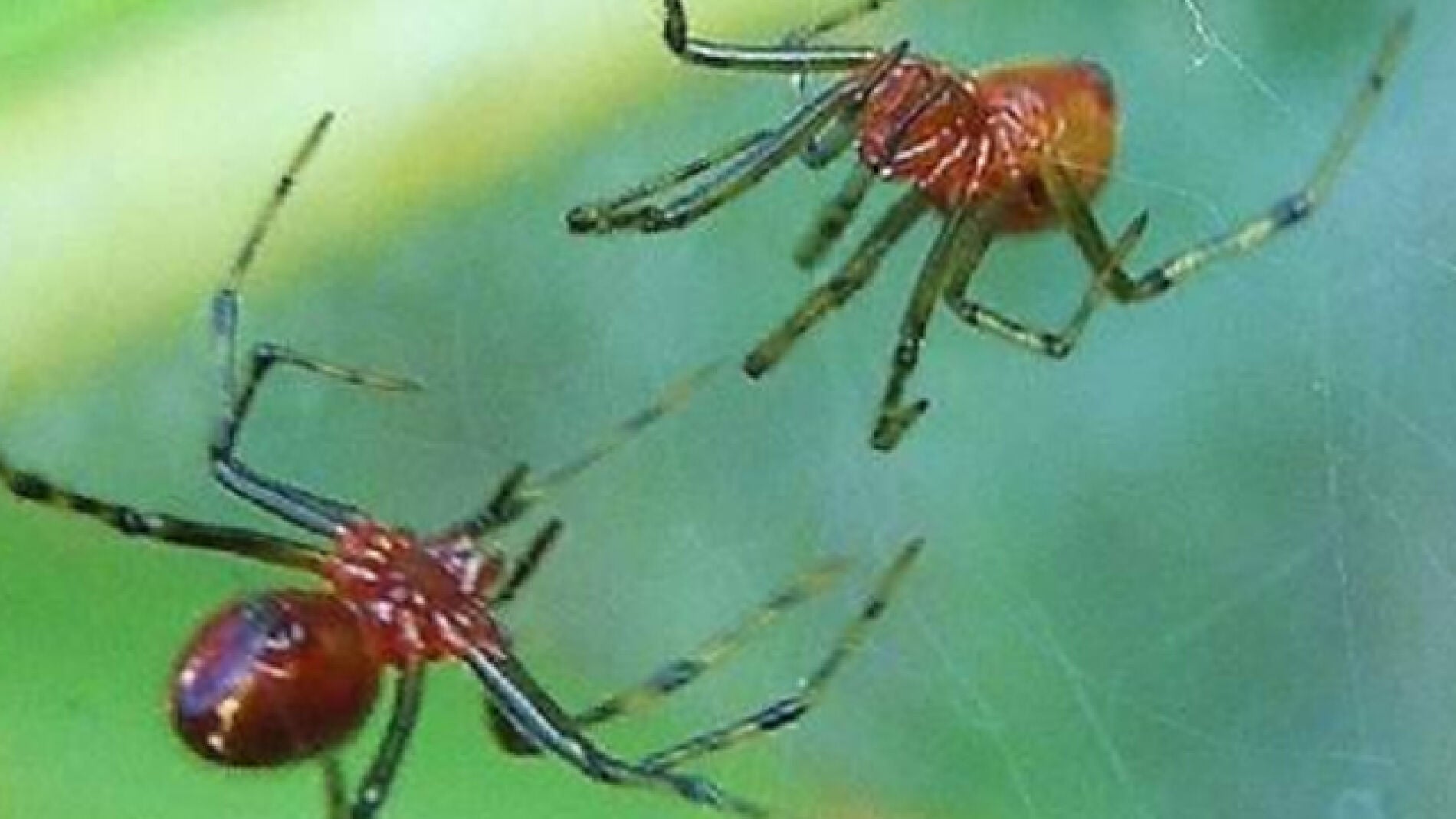 Ara&ntilde;as Anelosimus studiosus