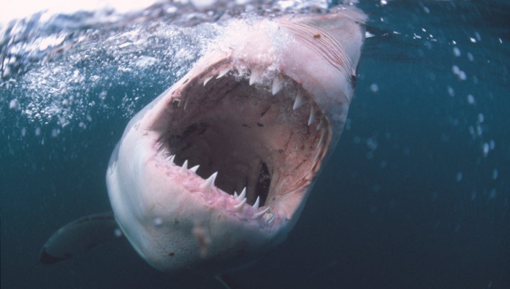 Gran tiburón blanco