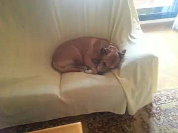 El perro de la pareja en su domicilio El perro de la pareja en su domicilio