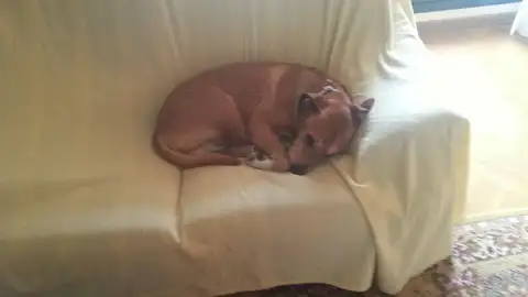 El perro de la pareja en su domicilio El perro de la pareja en su domicilio