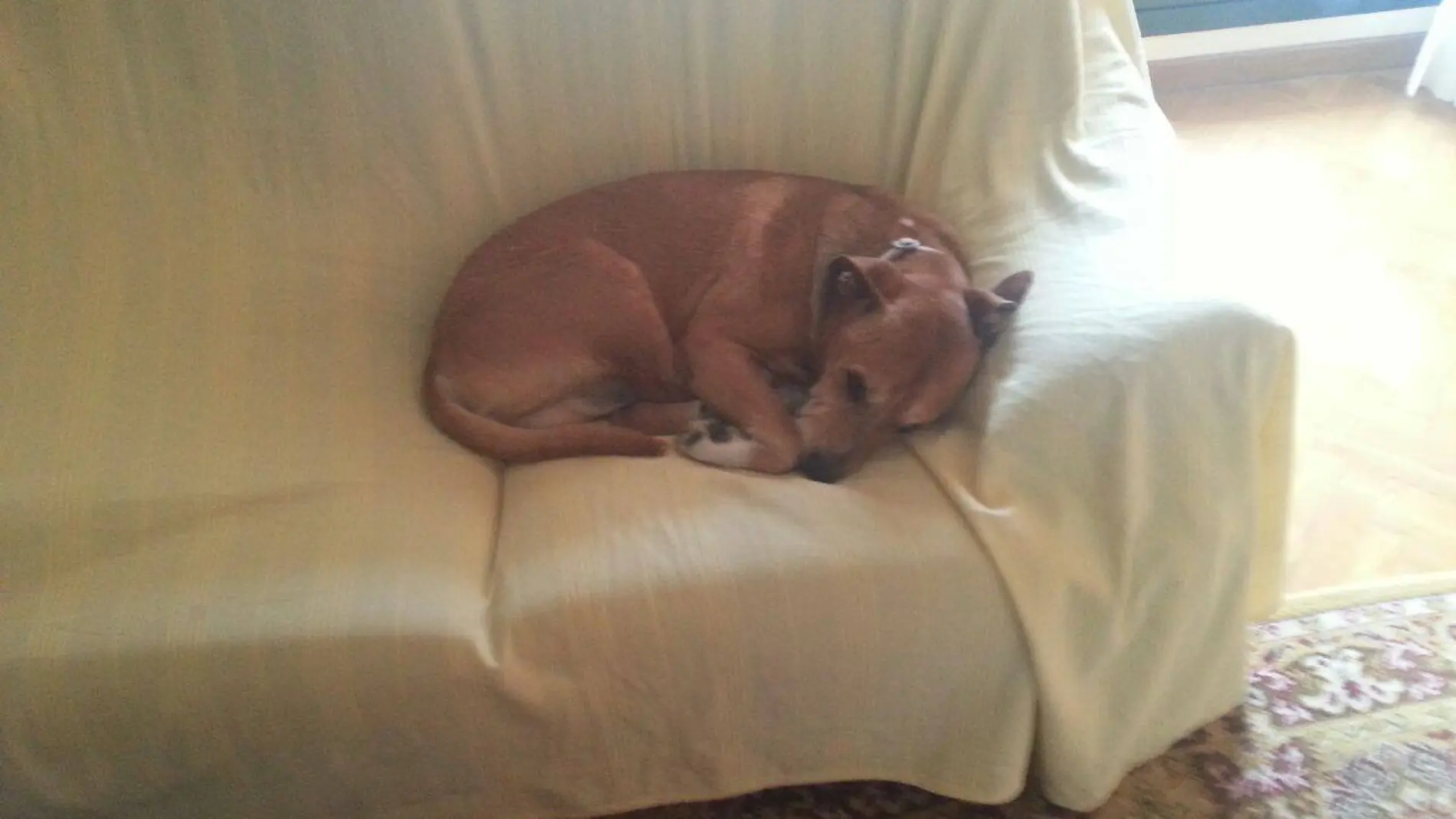 El perro de la pareja en su domicilio El perro de la pareja en su domicilio