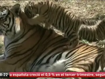 Tigres siberianos Tigres siberianos