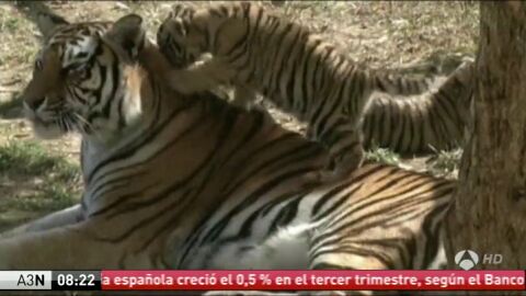 Tigres siberianos