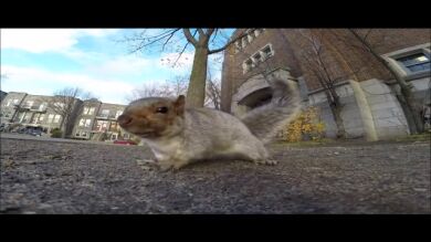 Una ardilla 'roba' una GoPro y se convierte en cámara desde un árbol