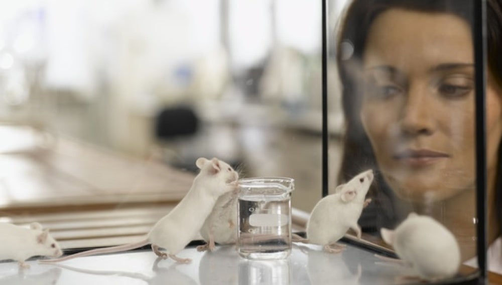 Ratones de laboratorio