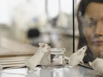 Ratones de laboratorio Ratones de laboratorio