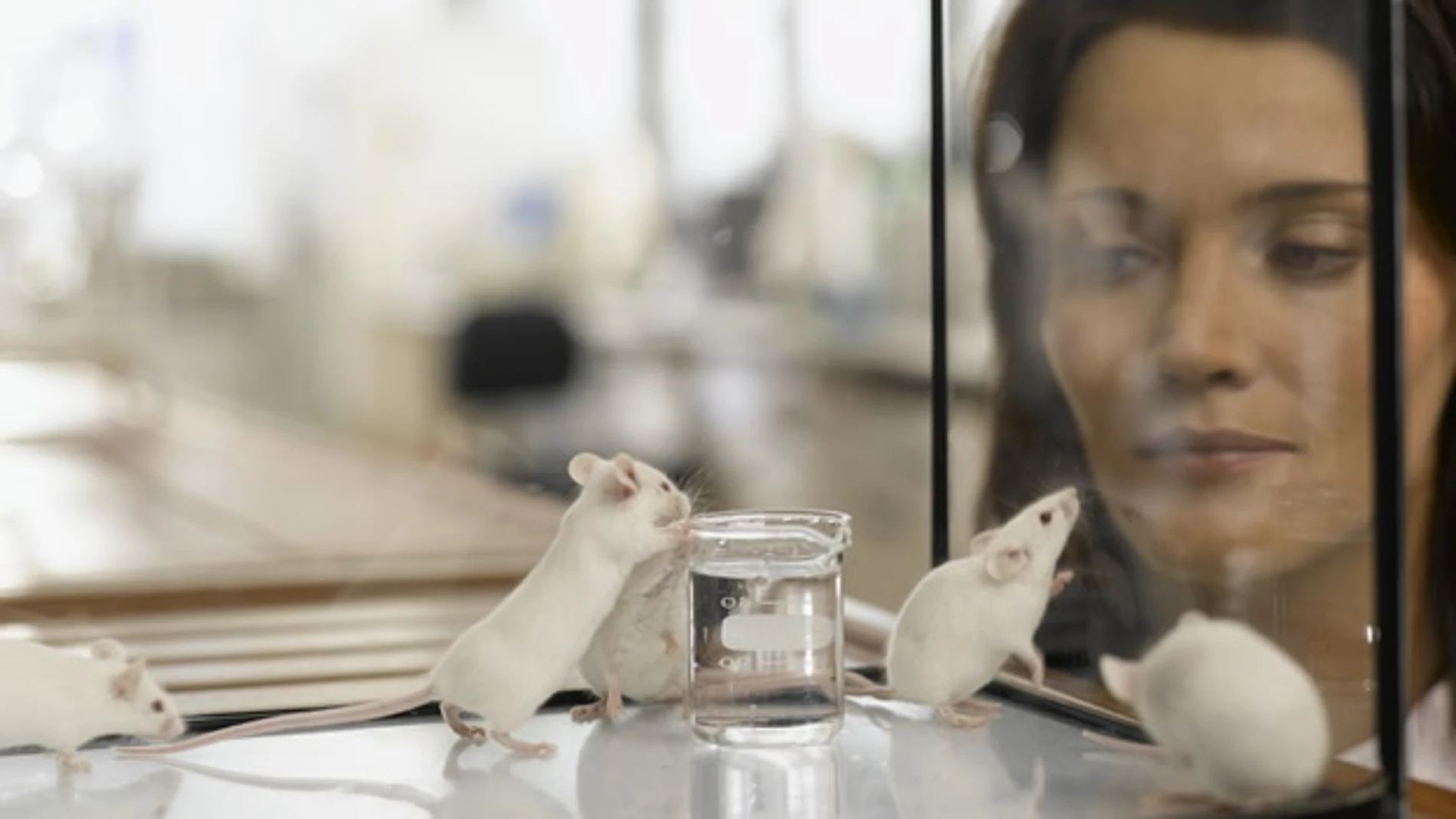 Ratones de laboratorio Ratones de laboratorio