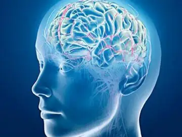 El cerebro, ante las enfermedades mentales El cerebro, ante las enfermedades mentales