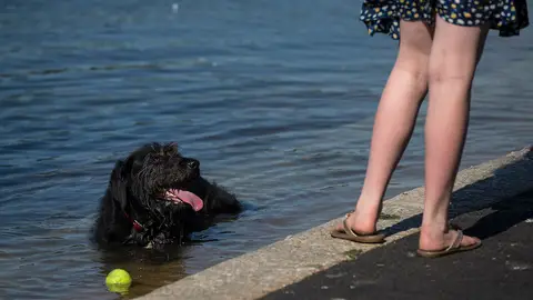 Un perro se refresca del calor del verano Un perro se refresca del calor del verano