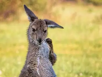 Un canguro pensativo Un canguro pensativo